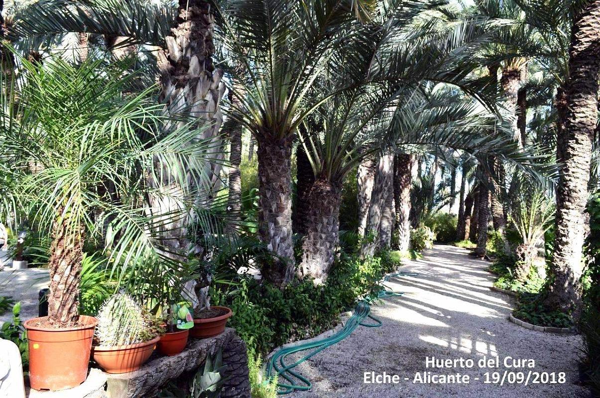 19 ELCHE HUERTO DEL CURA (26).JPG